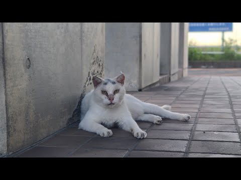 感動猫動画 のライブ配信(YouTube)