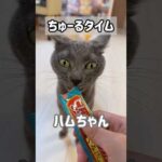 猫5匹のちゅーるタイム！ #shorts(YouTube)
