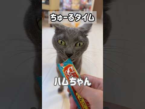 猫5匹のちゅーるタイム！ #shorts(YouTube)