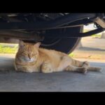 感動猫動画 のライブ配信(YouTube)