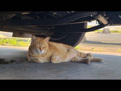 感動猫動画 のライブ配信(YouTube)