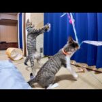 【猫旅館】猫じゃらしに大興奮!? 元気いっぱい遊ぶ子猫たちが可愛すぎる件🐾💖(YouTube)