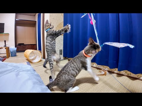 【猫旅館】猫じゃらしに大興奮!? 元気いっぱい遊ぶ子猫たちが可愛すぎる件🐾💖(YouTube)