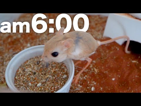 深夜〜早朝しか営業していないネズミ(YouTube)