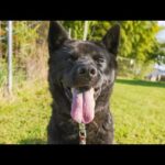 【ライブ】甲斐犬瑞稀の様子と現在の施設7月26日15時30分より配信(YouTube)