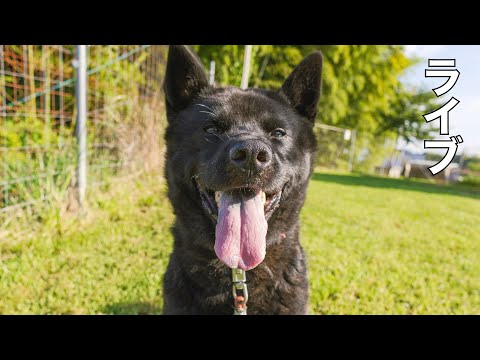 【ライブ】甲斐犬瑞稀の様子と現在の施設7月26日15時30分より配信(YouTube)