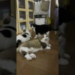 次から次へと(YouTube)