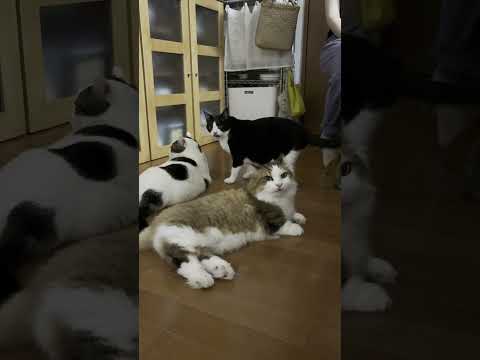 次から次へと(YouTube)