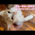 ぶぅ～ぶぅ～されたニャン  泥の中からレスキューされたモグ   2025 07 27 2(YouTube)