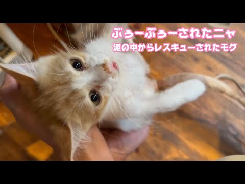 ぶぅ～ぶぅ～されたニャン  泥の中からレスキューされたモグ   2025 07 27 2(YouTube)