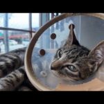 【今週の猫まとめ】未公開映像大放出！四国猫宿ハシゴ編🐾💖-2025/7/4w(YouTube)