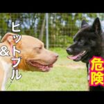 甲斐犬瑞稀ピンチ⁉️ピットブルとご対面(YouTube)