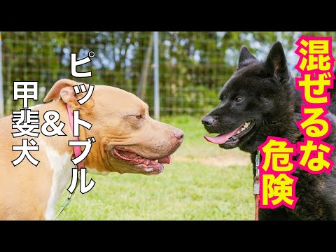 甲斐犬瑞稀ピンチ⁉️ピットブルとご対面(YouTube)
