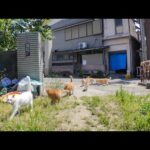 猫島の小学校の登校風景(YouTube)