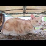 家出をした美猫ちゃんがメチャクチャ楽しそうに外の世界を探検する(YouTube)