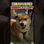 は？俺の事ナメてんの？😂【危犬】 #犬 #dog(YouTube)