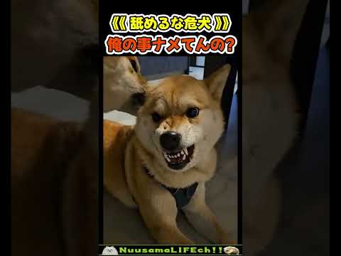 は？俺の事ナメてんの？😂【危犬】 #犬 #dog(YouTube)