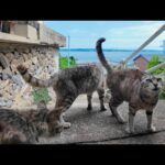 【猫だまり発見】山の上の路地で立ち止まったら猫が続々と集まってきた件！(YouTube)