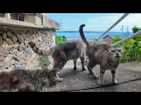 【猫だまり発見】山の上の路地で立ち止まったら猫が続々と集まってきた件！(YouTube)