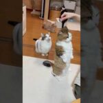 猫背とは？(YouTube)