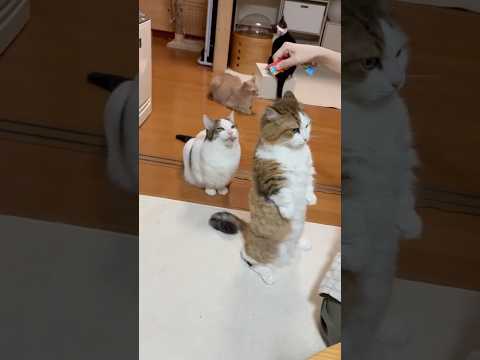 猫背とは？(YouTube)