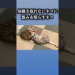 身動きとれないネコに恨みを晴らすネコ　#ベンガル #cat #ルトロゼ(YouTube)