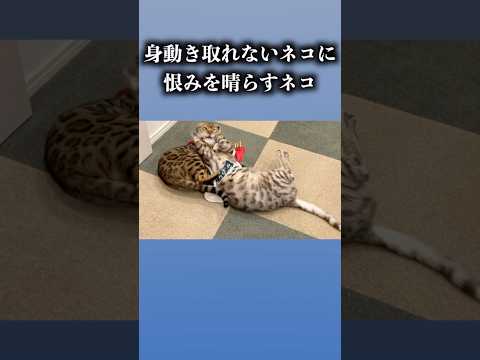 身動きとれないネコに恨みを晴らすネコ　#ベンガル #cat #ルトロゼ(YouTube)