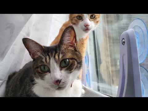 【猫動画】可愛いの〜は〜ね〜こ〜ちゃん！〜にゃんともパレード〜#猫動画#猫#439(YouTube)