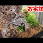 元爬虫類YouTuberのお宅に久しぶりに遊びに行ってみると…(YouTube)