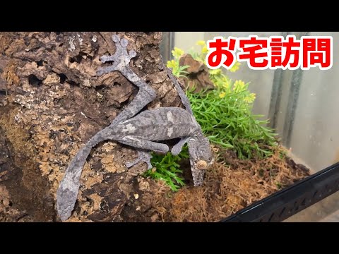 元爬虫類YouTuberのお宅に久しぶりに遊びに行ってみると…(YouTube)