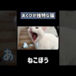 あくびが独特すぎる猫チロさん！ #shorts(YouTube)