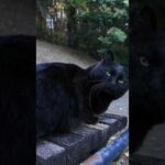 山奥の休憩所にいる黒猫ちゃんはここで休む人を癒やしてくれます(YouTube)