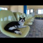 感動猫動画 のライブ配信(YouTube)