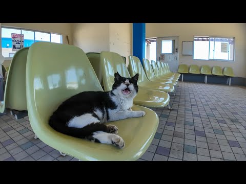 感動猫動画 のライブ配信(YouTube)