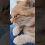 🐾フェリー降りたら即モフタイム。猫島の歓迎が尊い✨(YouTube)