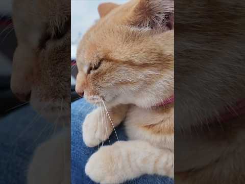 🐾フェリー降りたら即モフタイム。猫島の歓迎が尊い✨(YouTube)