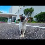 【猫ホテル到着】玄関で猫がお出迎え!? 癒しの歓迎が最高だった💕(YouTube)