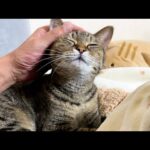 飼い主の行く先へついてまわる甘えたくてたまらない猫が可愛すぎます(YouTube)