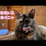 アタチヨシコにゃ  よろしくニャ～    2025 07 15 2(YouTube)