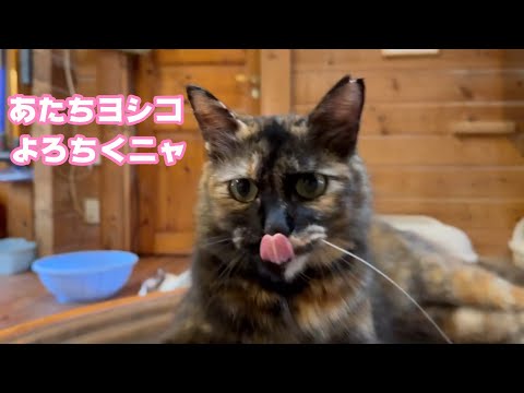 アタチヨシコにゃ  よろしくニャ～    2025 07 15 2(YouTube)