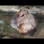 カピバラ　capybara(YouTube)