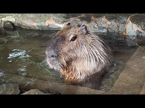 カピバラ　capybara(YouTube)