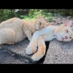 暑苦しくても、茶トラ猫が大好きなクリーム猫にベッタリと密着する(YouTube)