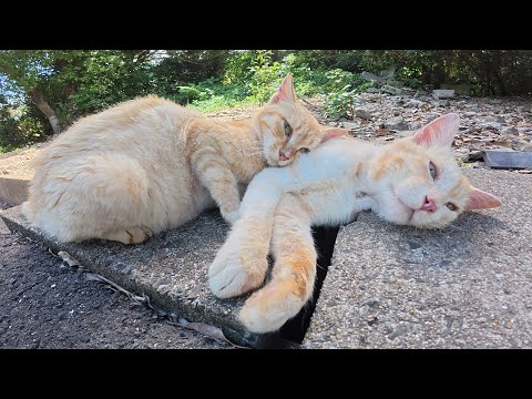 暑苦しくても、茶トラ猫が大好きなクリーム猫にベッタリと密着する(YouTube)