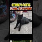 浮気がバレて終わるネコ😂 【浮気猫】#猫 #cat(YouTube)