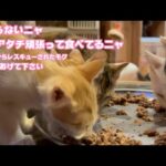 P治らないけどアタチ頑張ってるニャン  泥の中からレスキューされたモグ  2025 07 26 1(YouTube)