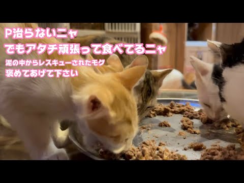 P治らないけどアタチ頑張ってるニャン  泥の中からレスキューされたモグ  2025 07 26 1(YouTube)
