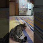 【猫ホテル】夜はロビーで運動会(YouTube)