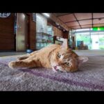 【ギャップ萌え注意】ロビーで寝転ぶ茶トラ猫、見た目強面なのに激甘えん坊だった件🐾💕(YouTube)