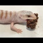 キタアオジタトカゲ達に餌あげライブ！アクバスありがとうございました(YouTube)